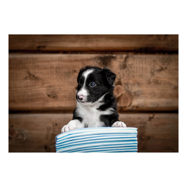 ZOLUX Maty absorbujące 40 x 60 cm - 30 sztuk