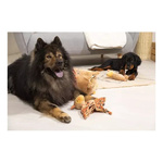 Zolux Zabawka pluszowa dla psa CHIQUITOS leniwiec kocyk 42,2x20,2x31,5 cm