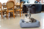amiplay Legowisko Sofa dla Psa Palermo XL Jasnoszary