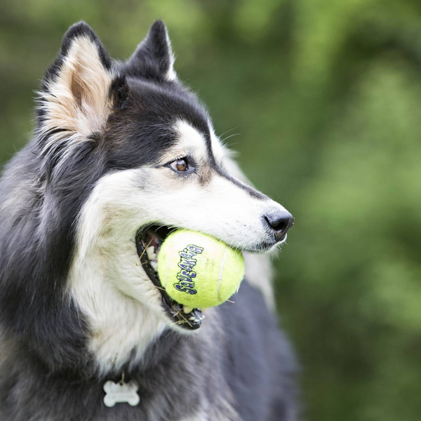 KONG Zabawka dla psa AST1E Squeaker Ball 2szt L