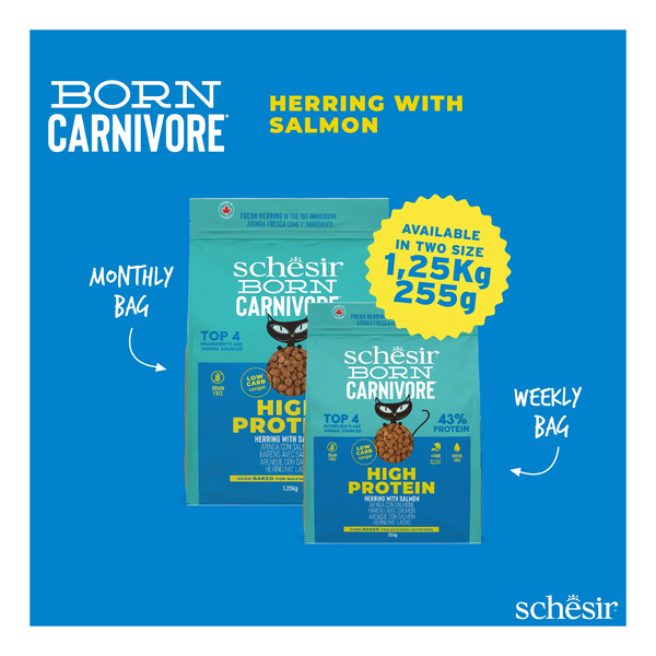 Schesir Born Carnivore karma sucha dla kotów dorosłych śledź i łosoś 255 g
