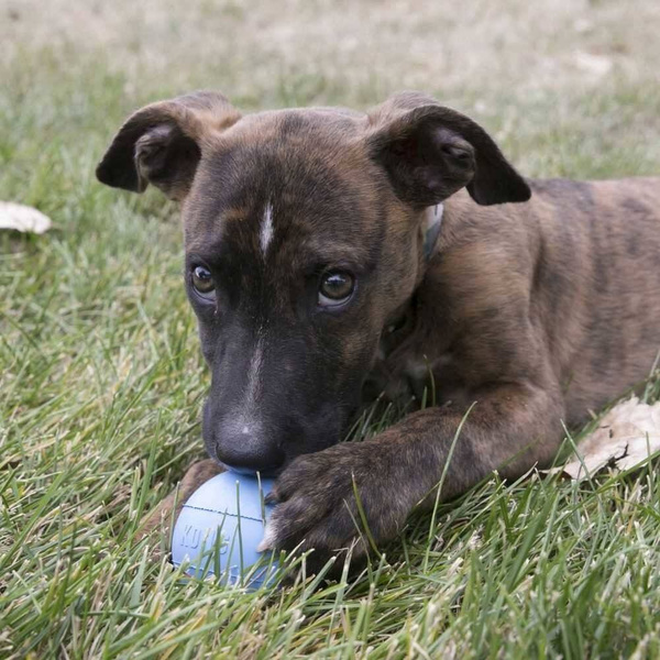 KONG Zabawka Szczeniąt KONG Puppy PIŁKA S 6cm