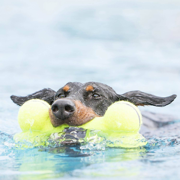 KONG Zabawka Squeaker ASB1E Air Dog Bone 23cm L