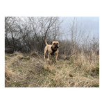ZOLUX Pas samochodowy dla psa do szelek CLIP and GO XS/S