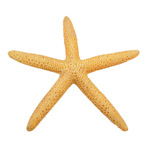 Aqua Natura Dekoracja akwarystyczna rozgwiazda zółta 11cm