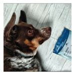 FRANCODEX Przysmak dla psa antystresowy, z kurczakiem, wyciąg z melisy 75 g