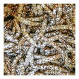 Sera Reptimineral C  100 ml granulat - gady pokarm uzupełniający