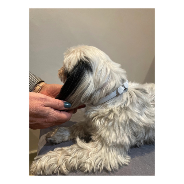 FRANCODEX PL Obroża na kleszcze PREVENDOG 35 cm dla psów do 5 kg - 1 szt