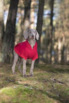 amiplay Bluza z kapturem dla Psa Texas 25cm Chihuahua Żółty