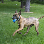 KONG Zabawka dla psa SqueakAir Ultra Ball M x 3szt