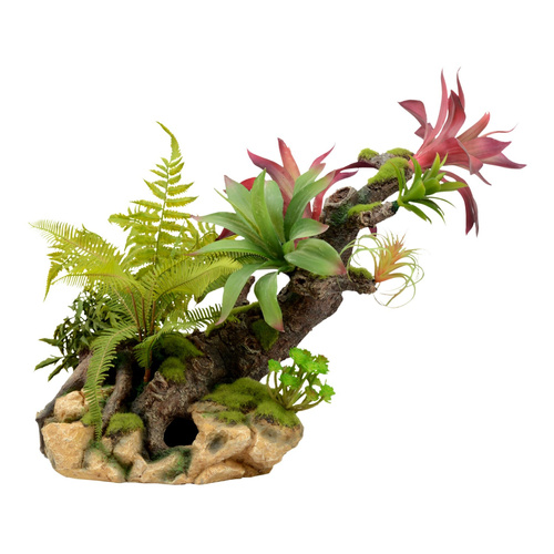 Terra Natura Kompozycja roślinna terrarystyczna 56cm