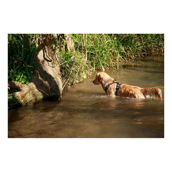 ZOLUX Szelki dla psa BIVOUAK XS niebieskie