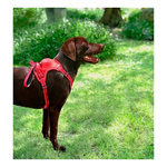 ZOLUX Szelki dla psa ze smyczą automatyczną Easyride XS czerwone