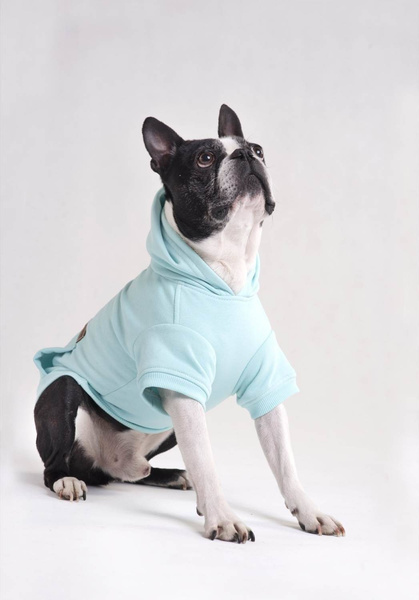 amiplay Bluza z kapturem dla Psa Texas 25cm Chihuahua Żółty
