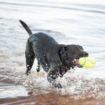 KONG Zabawka Squeaker AirDog Dumbbell 18cm M