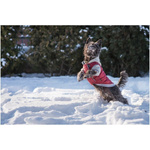 amiplay Kurtka z kapturem dla Psa Boston 46cm Cocker Spaniel Granatowy