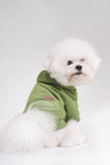 amiplay Bluza z kapturem dla Psa Texas 25cm Chihuahua Żółty