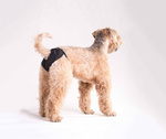 amiplay Majtki na cieczkę S 30-55cm Foxterrier Czarny