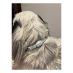 FRANCODEX PL Obroża na kleszcze PREVENDOG 35 cm dla psów do 5 kg - 1 szt