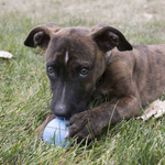 KONG Zabawka Szczeniąt KONG Puppy PIŁKA S 6cm