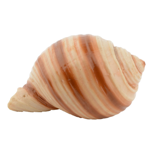 Aqua Natura Dekoracja akwarystyczna muszka gładka 7cm