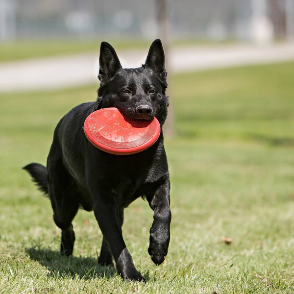 KONG dla psa KF15E KONG Flyer Frisbee Dysk 18cm S