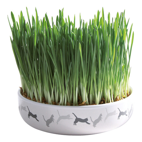 Trixie MISKA CERAMICZNA 15x4cm NA TRAWĘ DLA KOTA