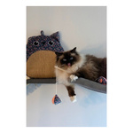 ZOLUX Zabawka dla kota wędka piramidka, kwiaty ETHICAT 40 cm