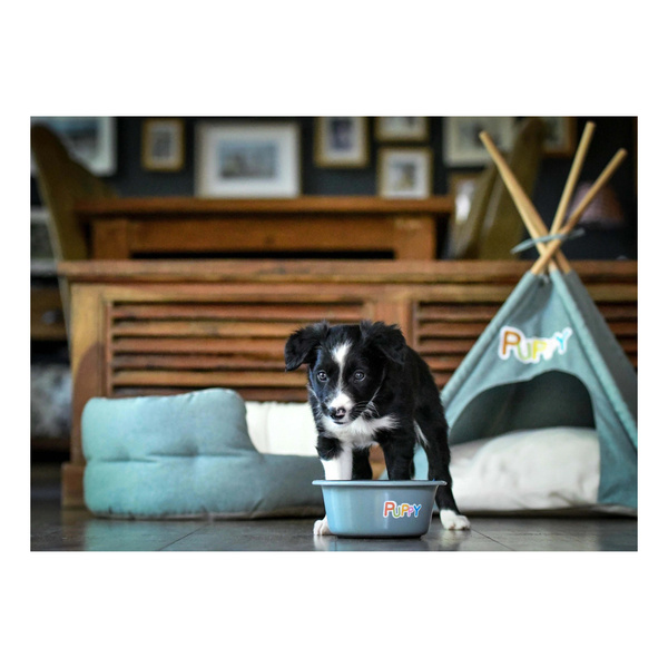Zolux Miska antypoślizgowa dla psa PUPPY 16,5 cm 850 ml kol.niebieski