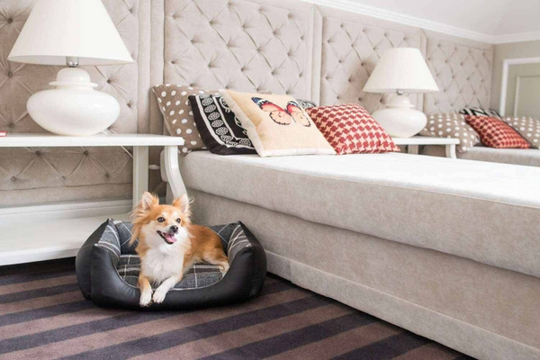 amiplay Legowisko Sofa dla Psa ZipClean 4in1 Kent M Biały