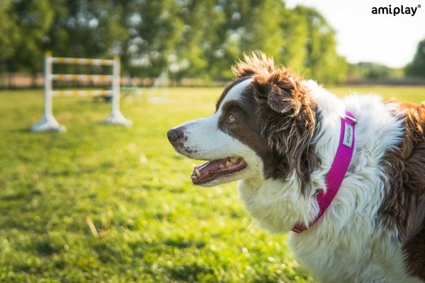 amiplay Obroża SAMBA regulowana L 35-50x2,5cm Szary