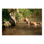 ZOLUX Szelki dla psa BIVOUAK XS niebieskie