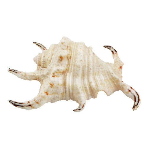 Aqua Natura Dekoracja akwarystyczna muszla duża 12cm