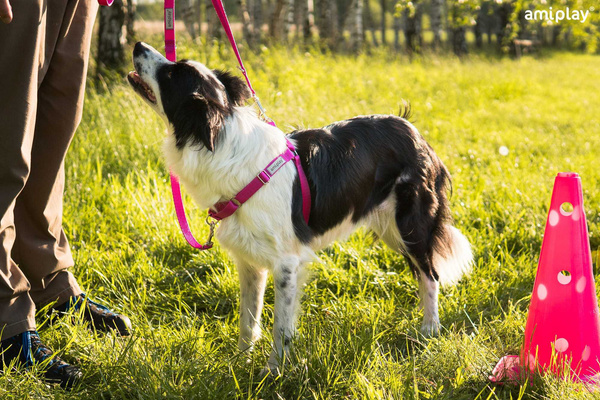 amiplay Szelki EASY GO Samba regulowane XL Pomarańczowy