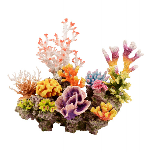 Aqua Natura Kompozycja akwarystyczna koralowiec różnobarwny 54cm