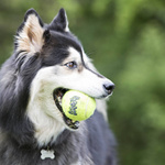 KONG Zabawka dla psa AST1E Squeaker Ball 2szt L