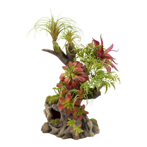 Terra Natura Kompozycja roślinna terrarystyczna 42cm