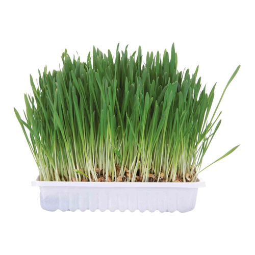 Trixie TRAWA dla GRYZONI w pojemniku 100g