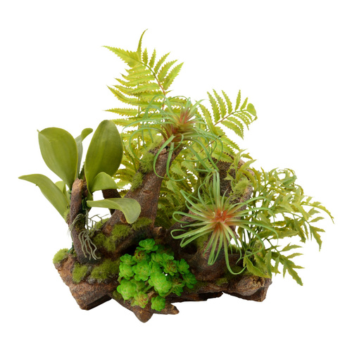 Terra Natura Kompozycja roślinna terrarystyczna 36cm