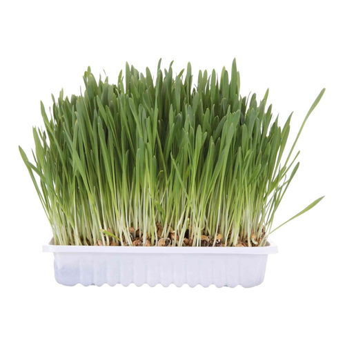 Trixie Kocia TRAWA Kota W POJEMNIKU Trawka 100g