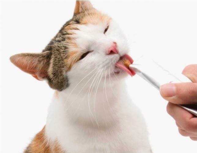 Catit Creamy mokry przysmak dla kota TUŃCZYK 4szt