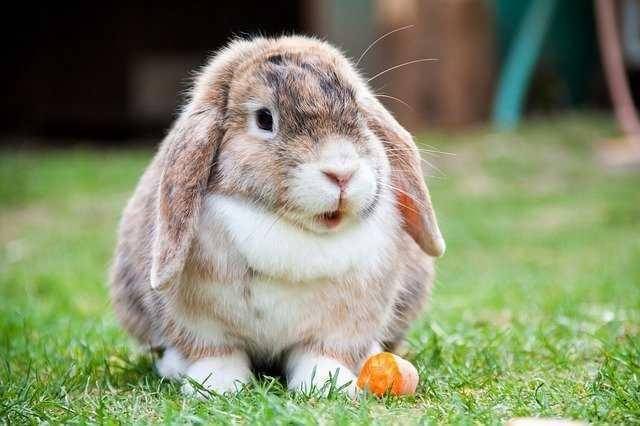 Trixie bela siana z groszkiem i marchewką 250g